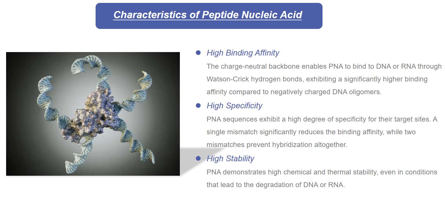 Fig.1 Characteristics of Peptide Nucleic Acid (PNA)