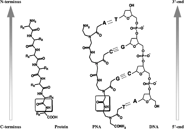 Fig.3 Peptide Nucleic Acid (PNA)