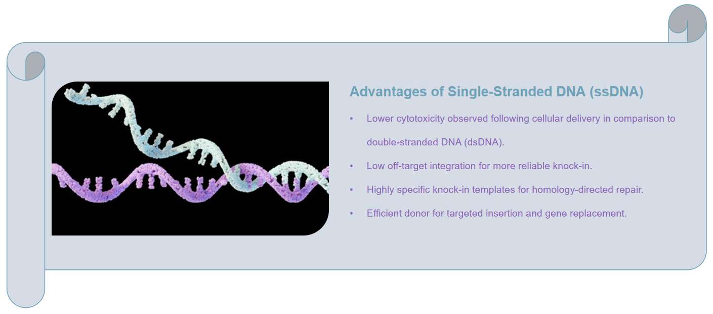 Fig.1 Workflow for bridged nucleic acids (BNAs) preparation