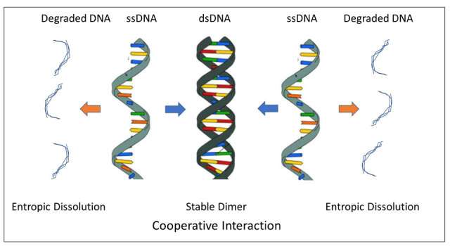 Fig.3 ssDNA synthesis dsDNA by chemical synthesis technology