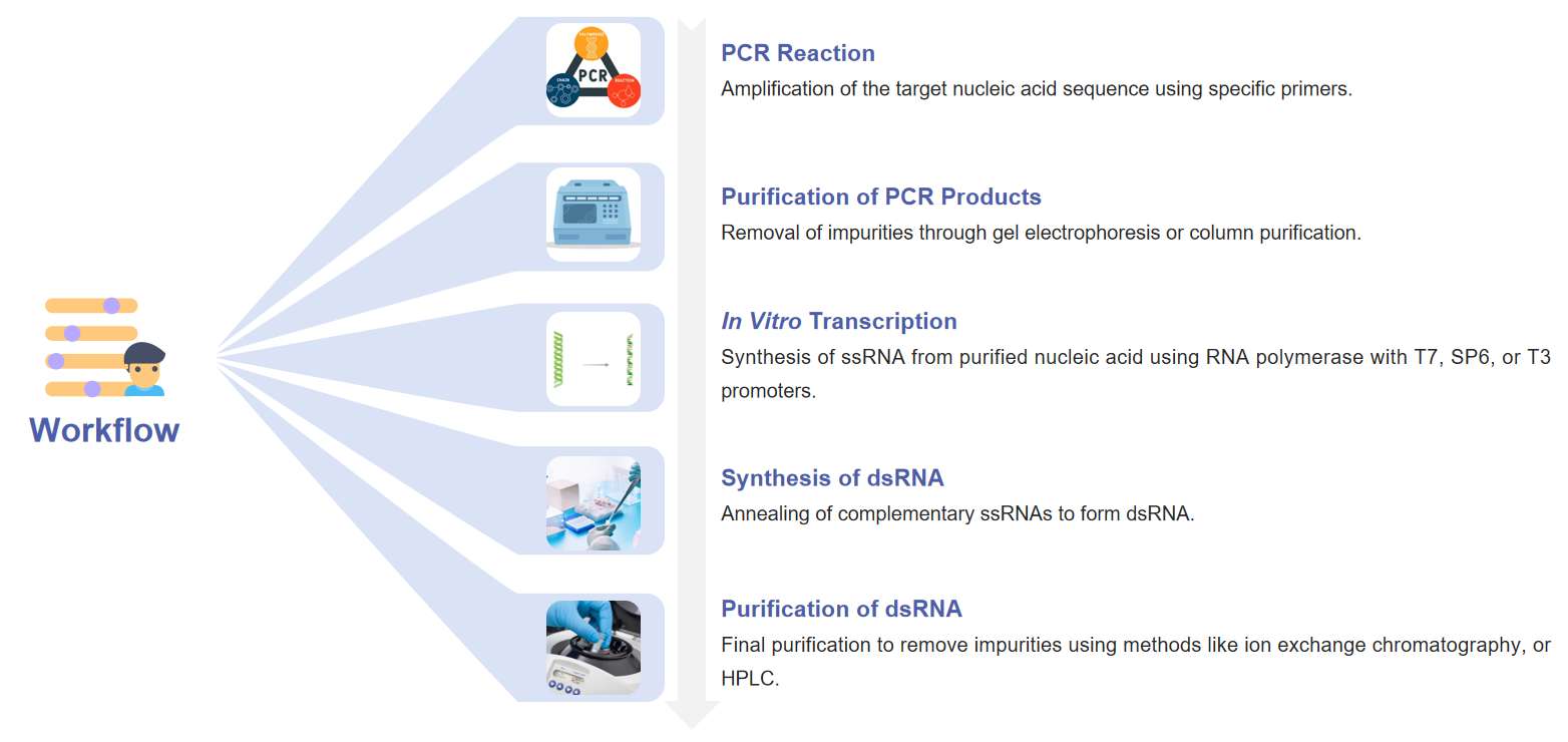 Fig.1 The process of preparing dsRNA