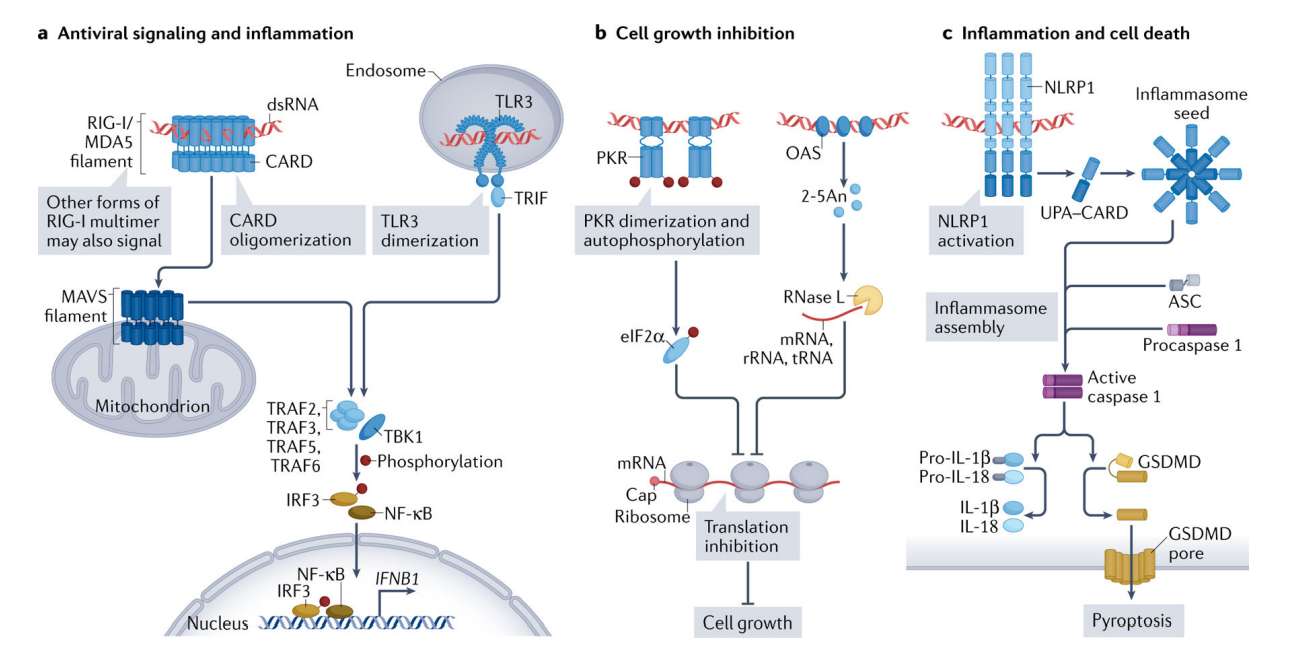 Fig.2 dsRNA signalling