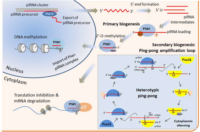 Fig.2 piRNA Generation in P. fucata