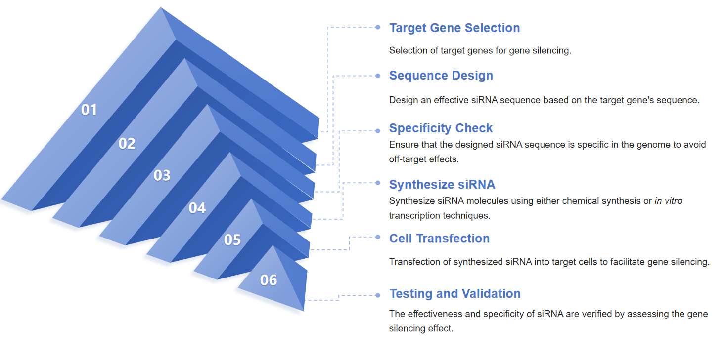 Fig.2 The process of preparing siRNA