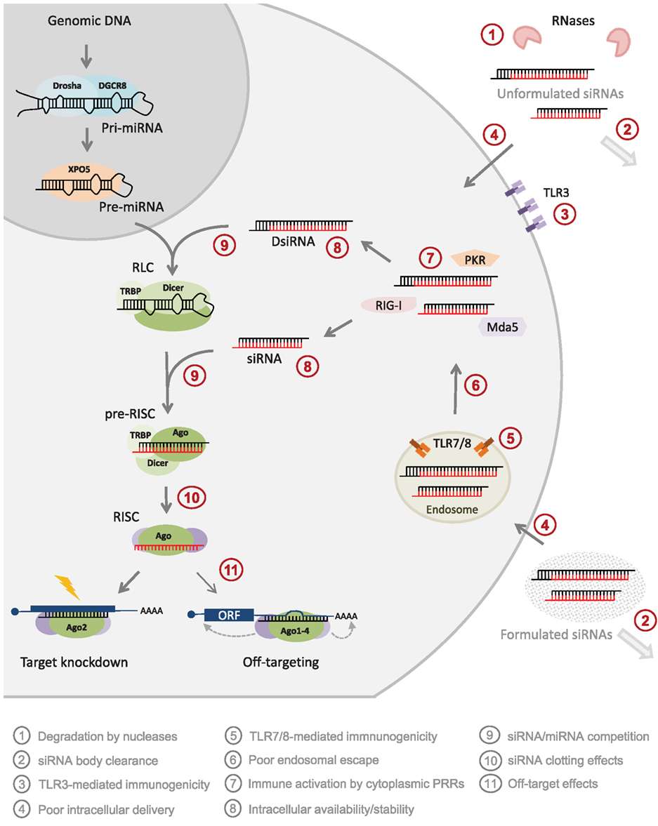 Fig.3 Advantages and disadvantages of synthetic siRNA applications