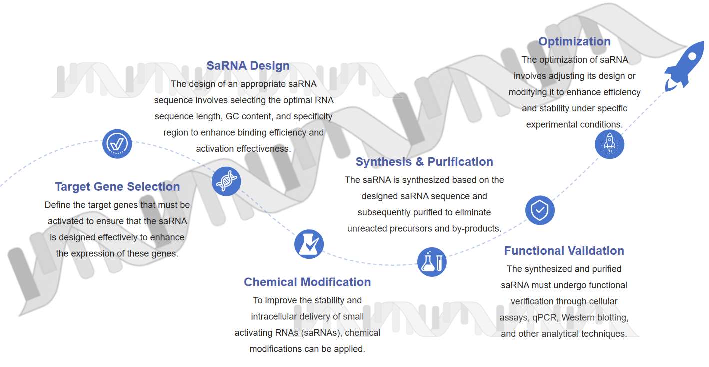 Fig.1 The process of preparing small activating RNA (saRNA)