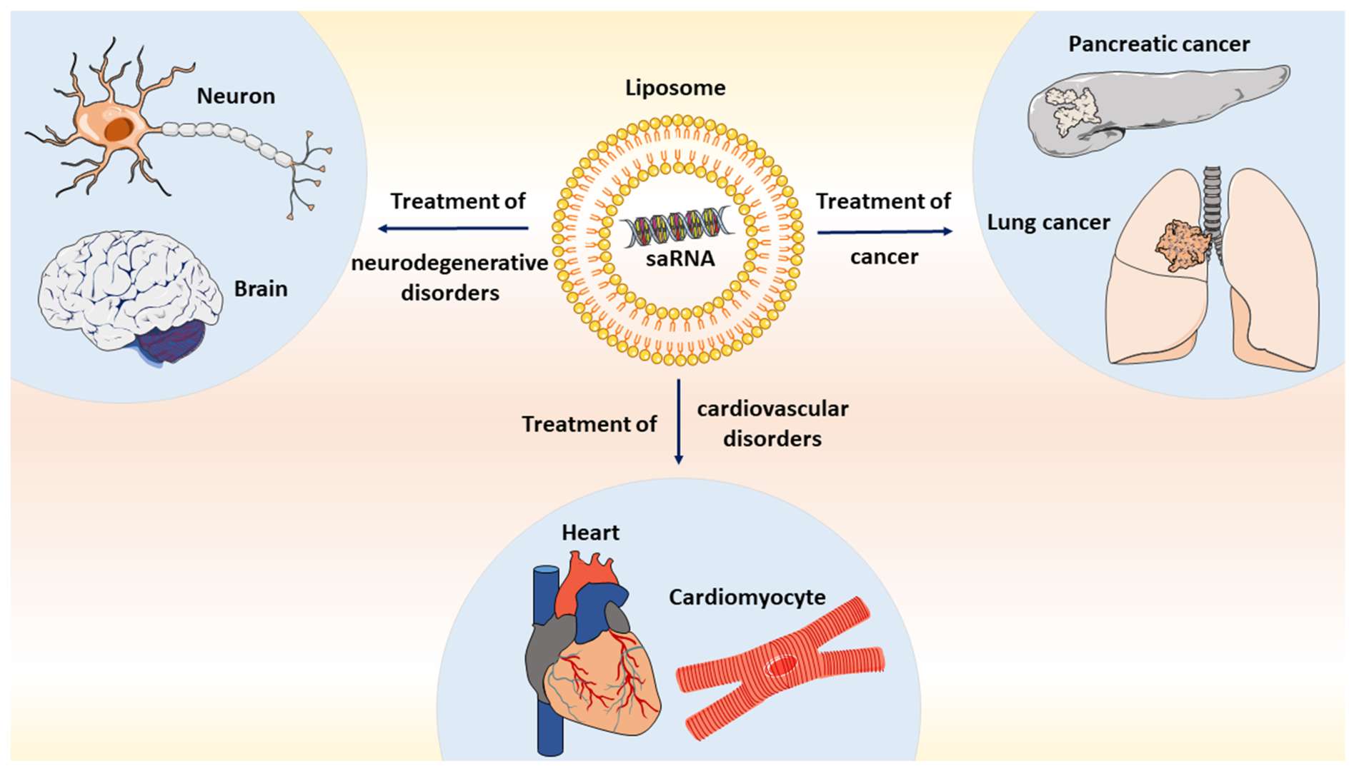 Fig.2 Small Activating RNAs - Towards the Development of New Therapeutic Agents