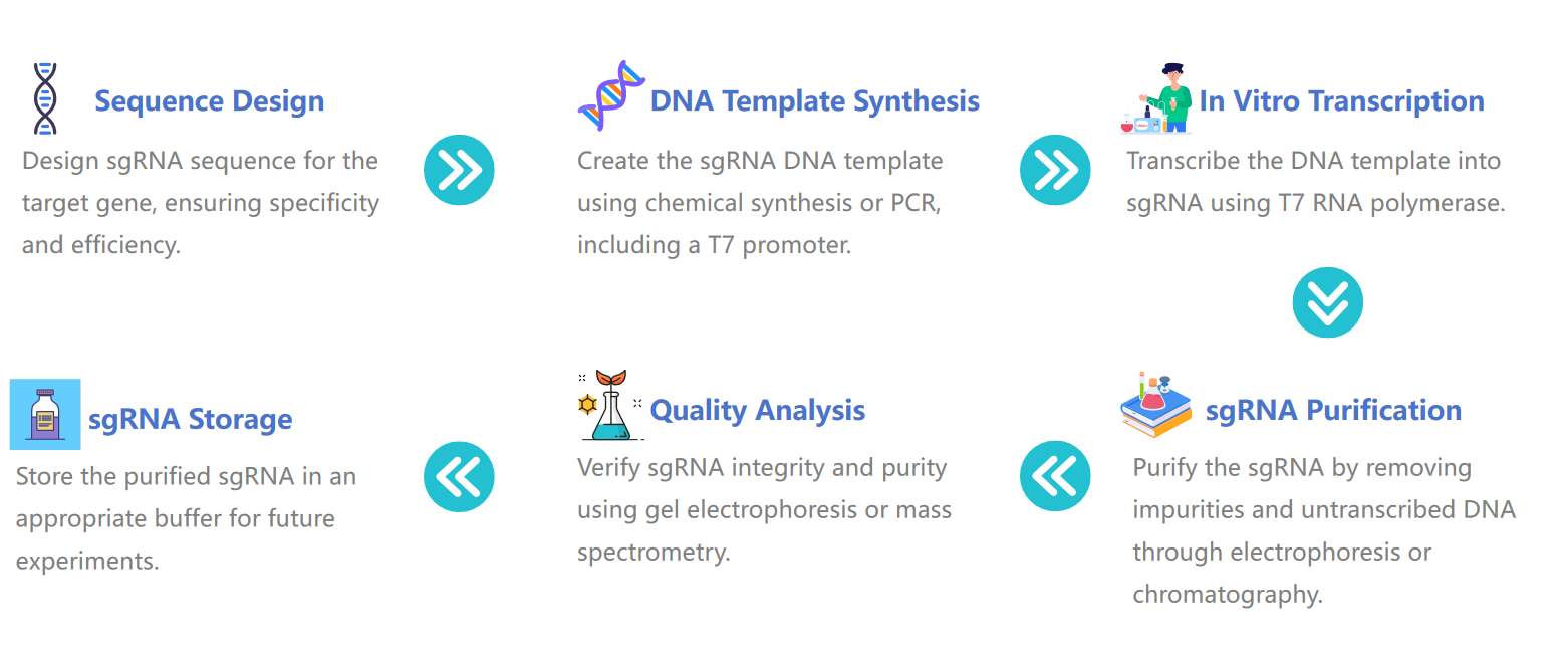Fig.1 The process of preparing sgRNA