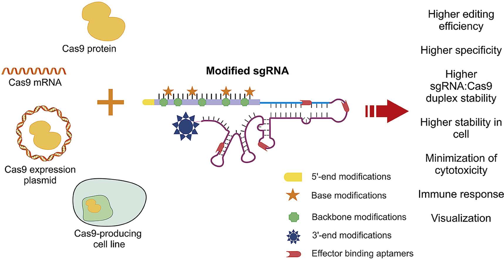 Fig.2 Properties of modified single guide RNA