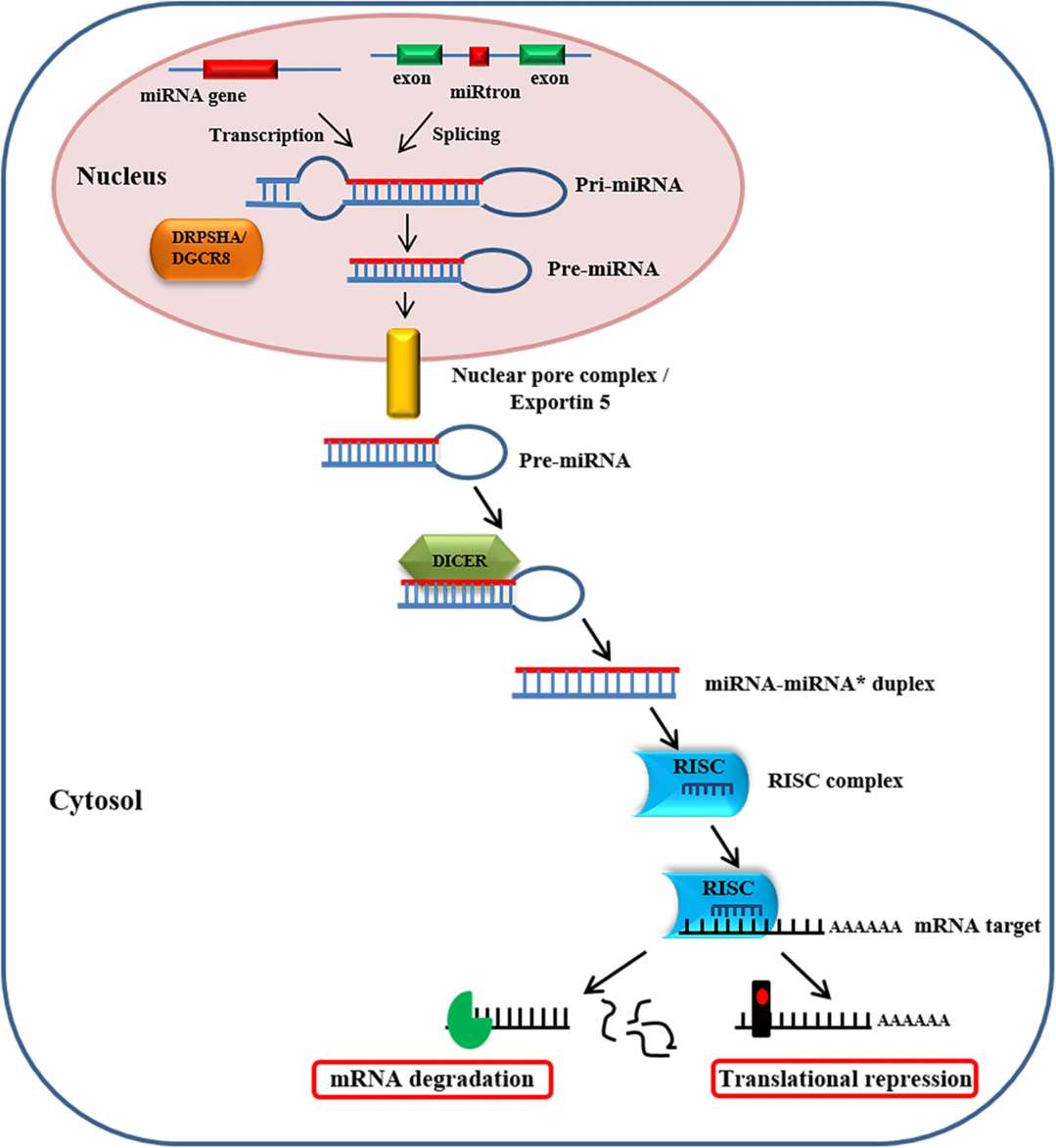 Fig.1 Mechanism of action of miRNA