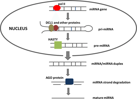 Fig.3 Preparation of miRNA by transcription technology