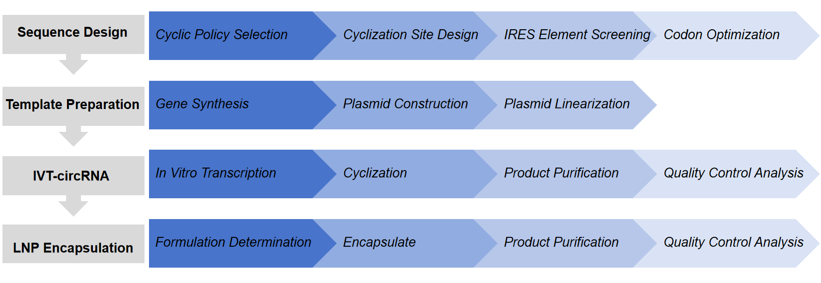 Fig.2 The process of preparing circular RNA