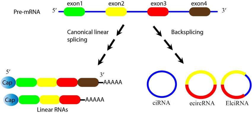 Fig.3 Preparation of circRNAs by biosynthetic technology