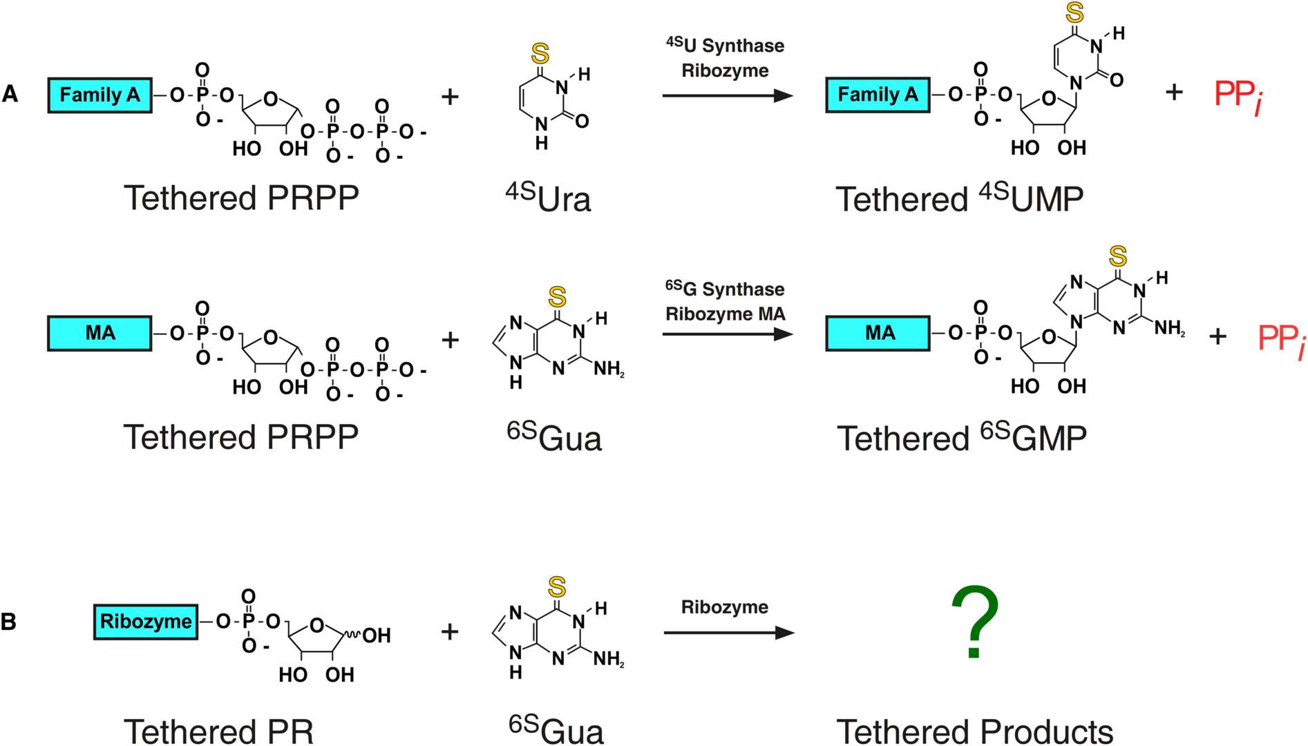 Fig.2 Ribozyme-mediated nucleotide synthesis