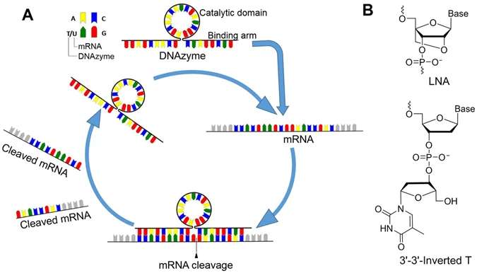 Fig.2 DNAzyme-based mRNA cleavage