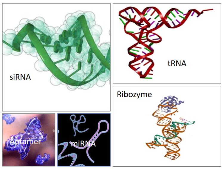 Fig.1 Different types of nucleic acids and their structures.