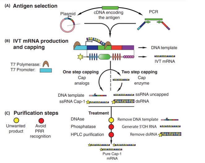 Fig. 2 IVT mRNA production