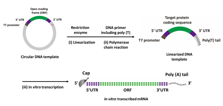 Fig. 3 Synthesis of synthetic mRNA via in vitro transcription