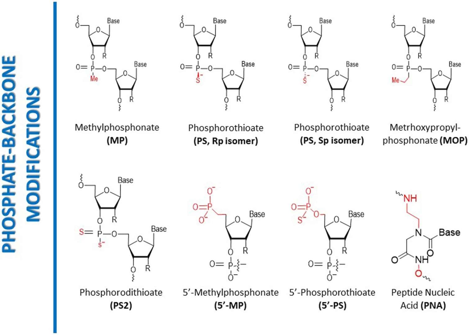 Fig.1 Phosphate-backbone modifications of nucleic acid.