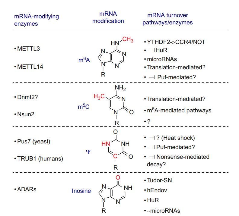 Fig.1 Base modifications found in mRNAs.