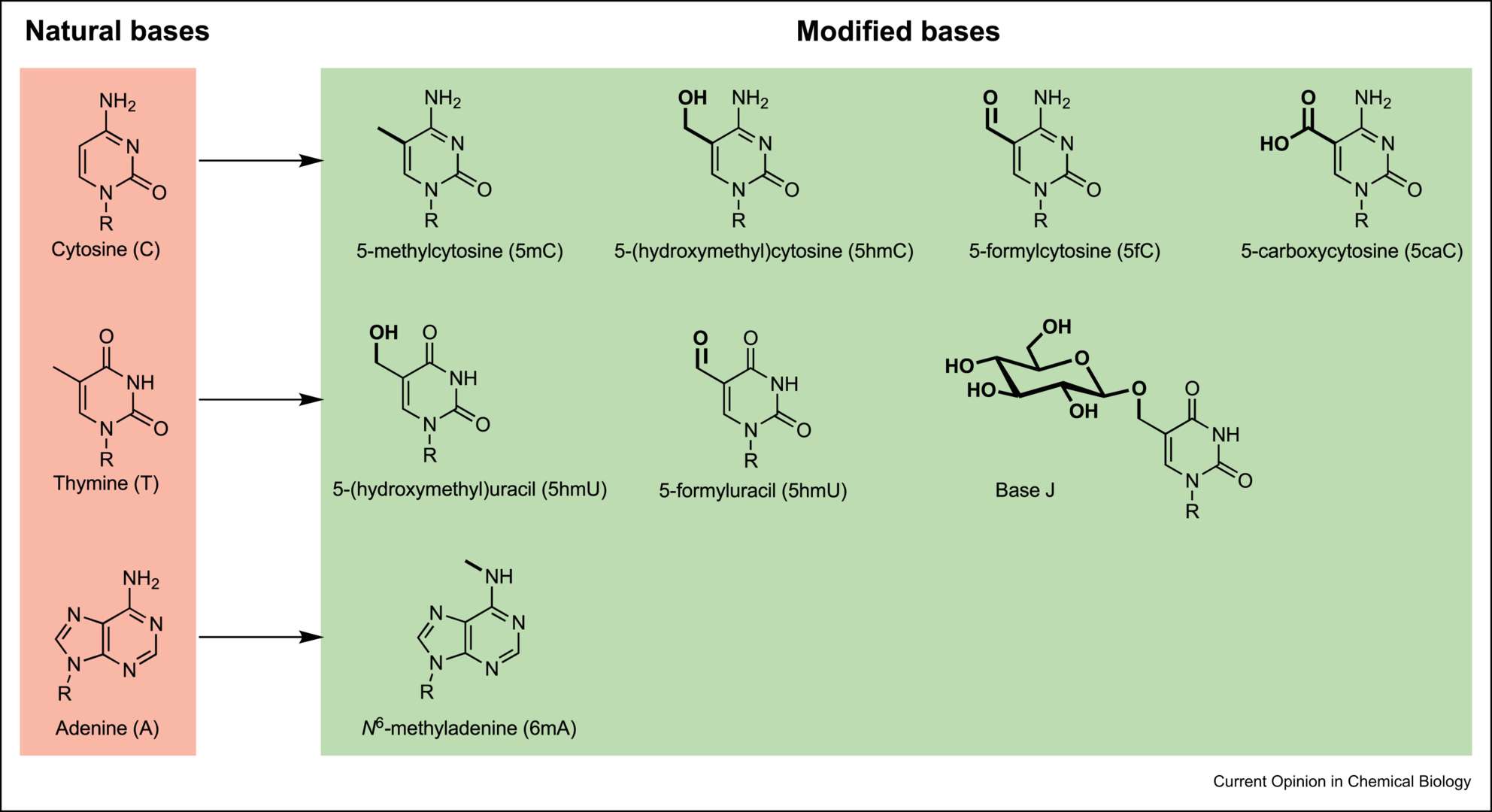 Fig.3 Examples of modifying DNA bases.