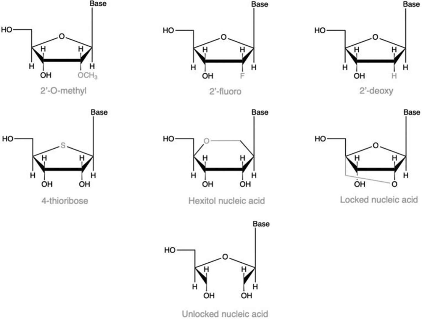 Fig.1 Ribose modifications of nucleic acid