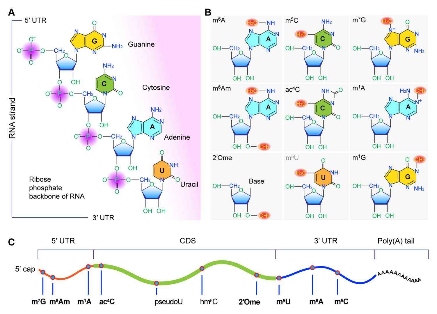 Fig.3 RNA development by ribose modification technology