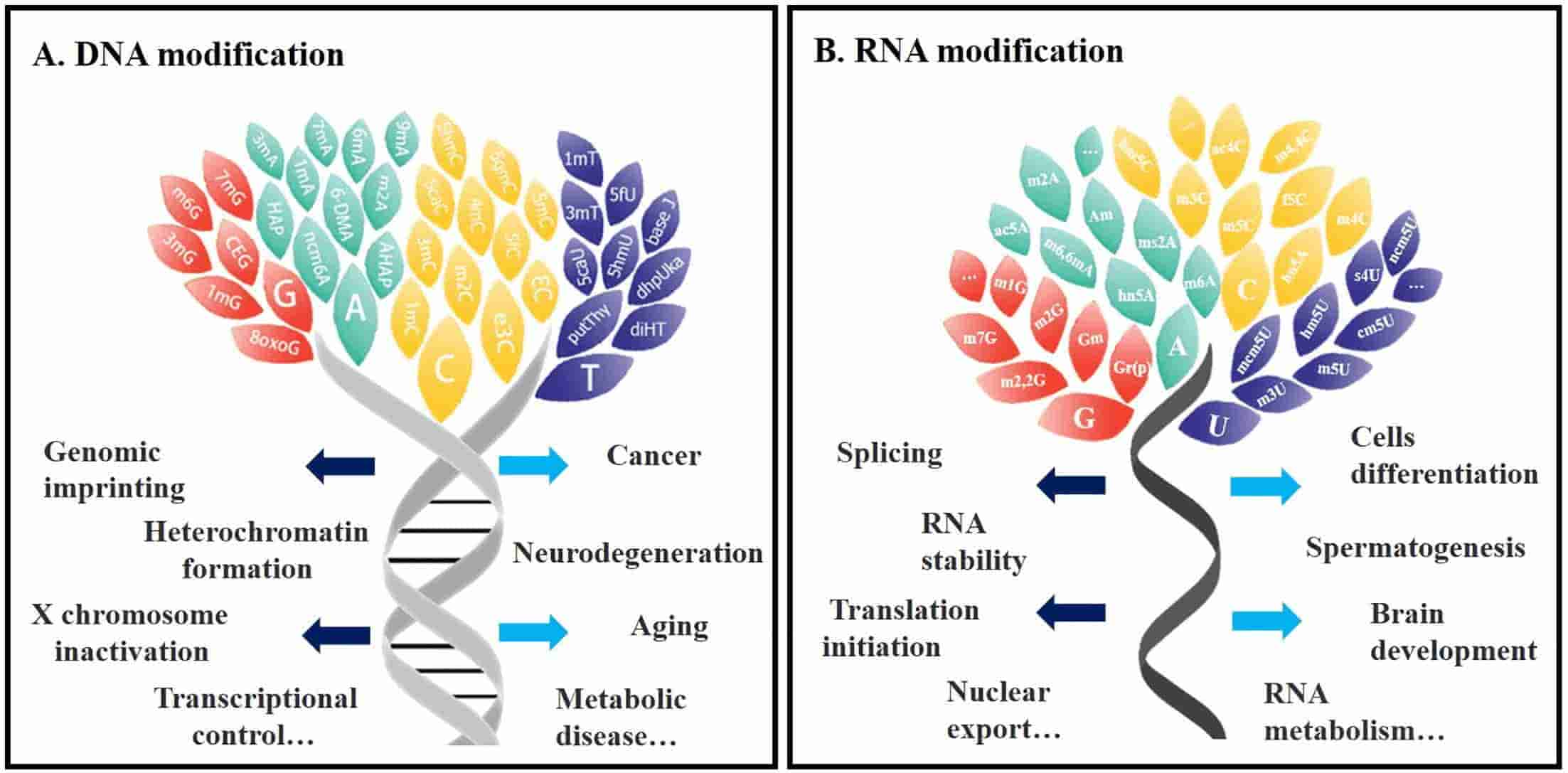 Fig. 3 Description of modifications to DNA and RNA