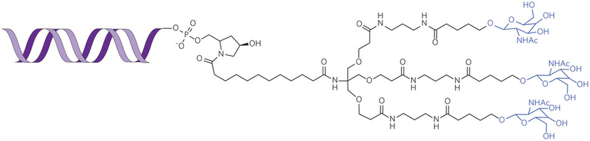 Fig.1 GalNAc-siRNA conjugates structure.