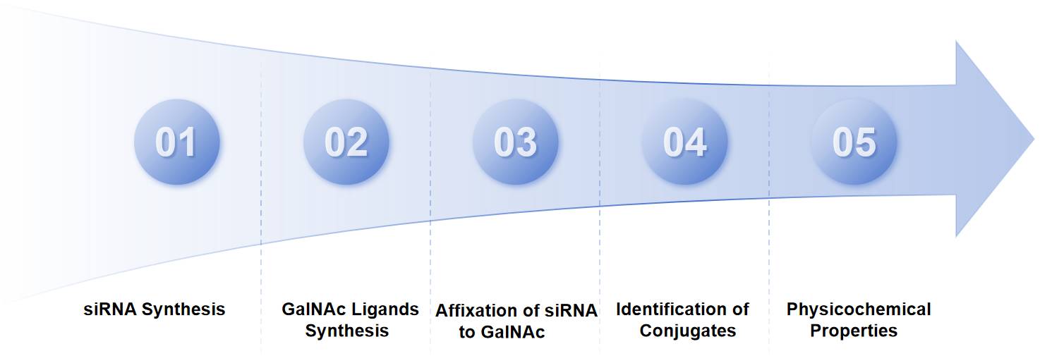 Fig.2 Workflow for GalNAc-siRNA conjugates development.