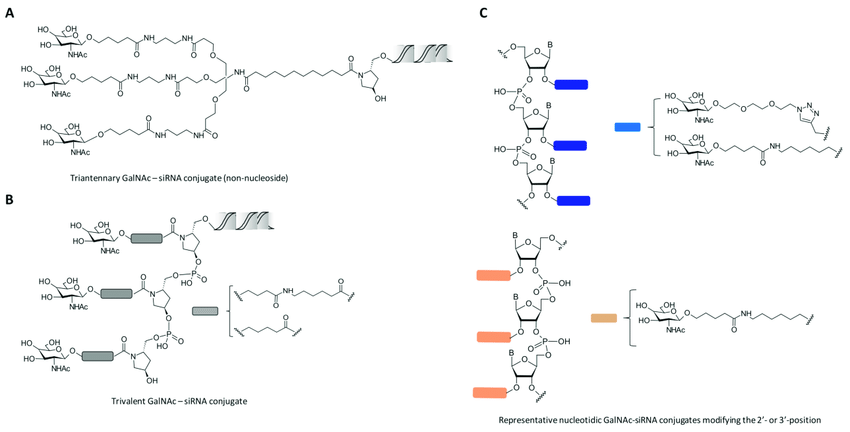 Fig.3 Schemes of GalNAc-siRNA conjugates.