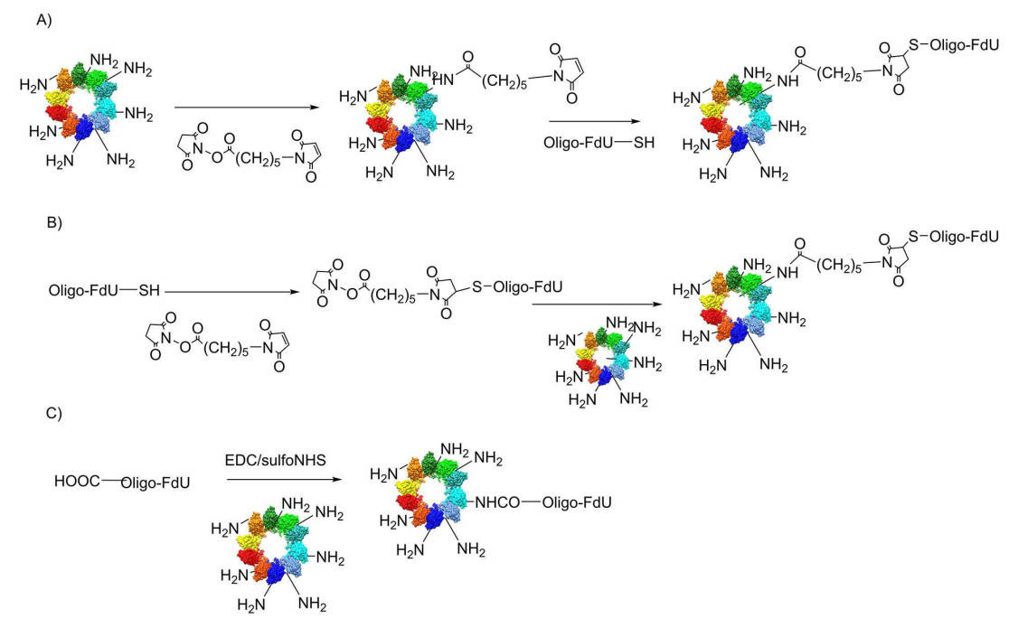 Fig.2 Synthesis of protein conjugates with oligonucleotide-FdU.