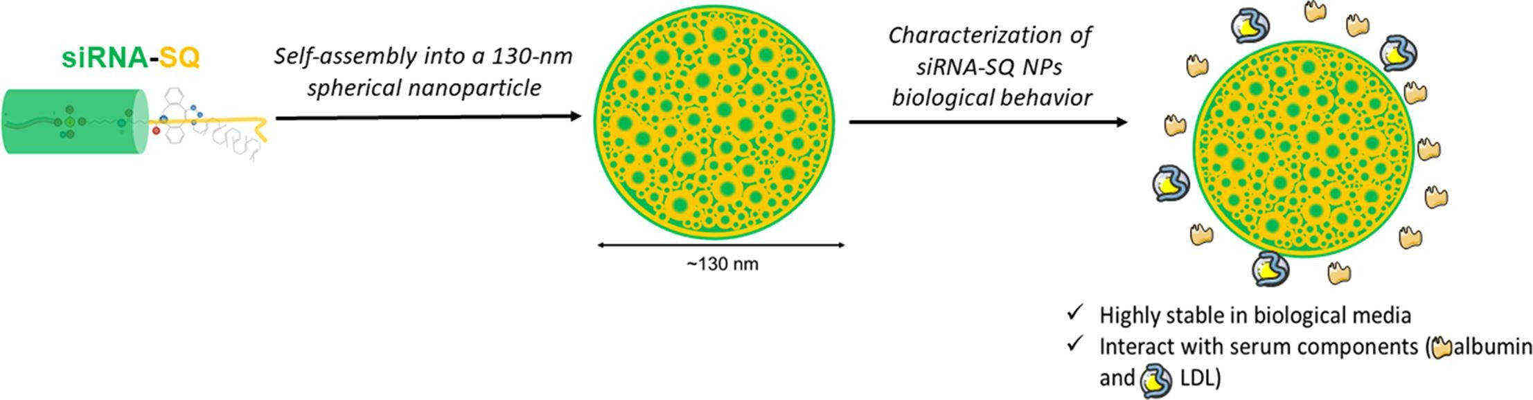 Fig.2 Interaction of squalene-siRNA nanoparticles with biological systems.