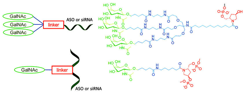 Fig.2 Structures of conjugates based on GalNAc molecules.