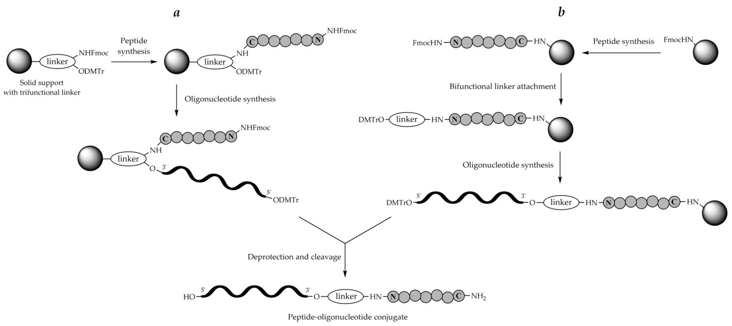 Fig.2 Synthesis of peptide-oligonucleotide conjugates.