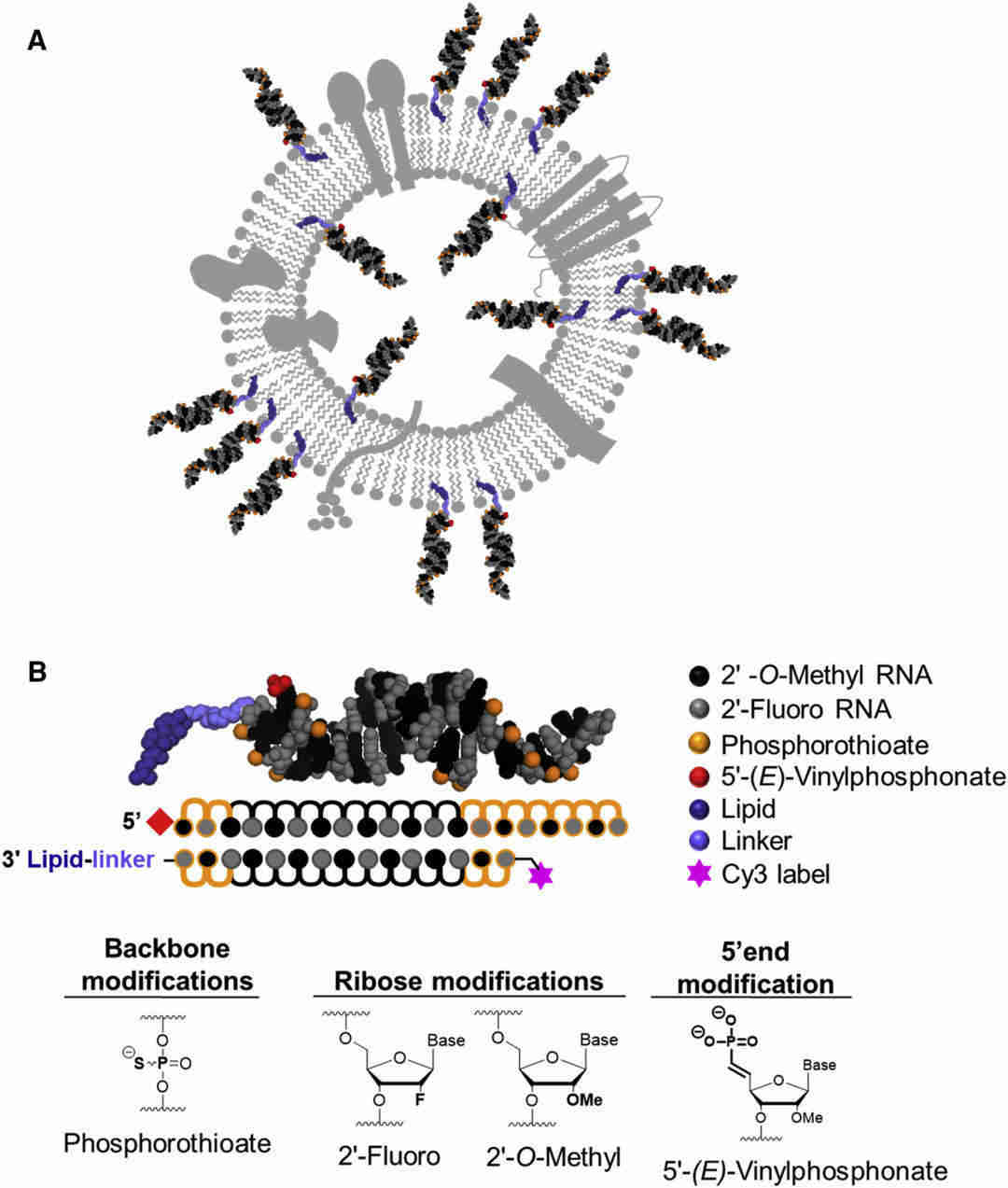 Fig.1 Structure of cholesterol-conjugated hsiRNAs.