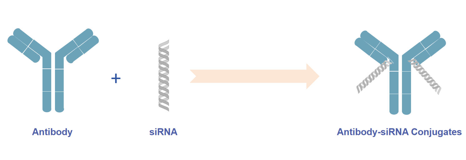 Fig.1 Synthesis of antibody-siRNA conjugates (ARCs).