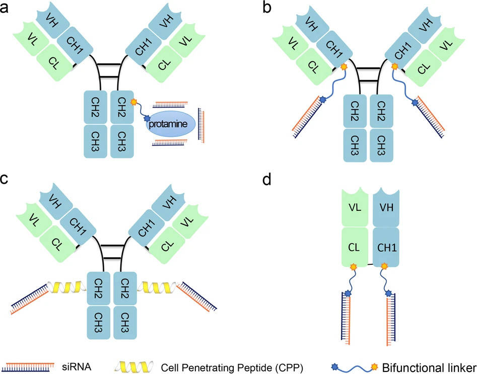 Fig.3 Schematic of antibody-siRNA conjugates