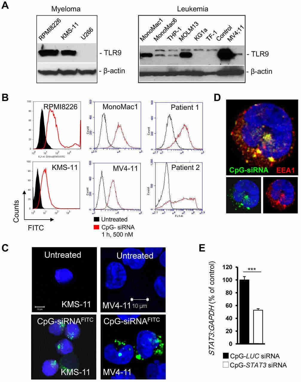 Fig.2 CpG-siRNA in TLR9+ MM/AML cells.