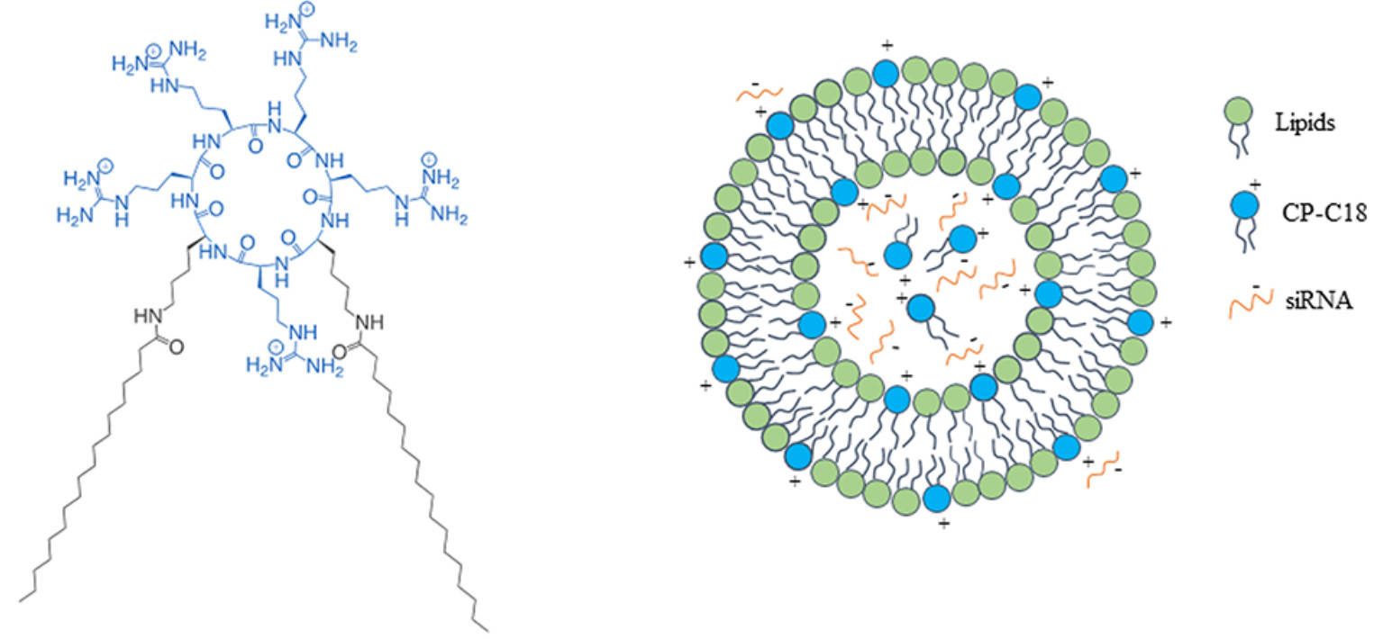 Fig.1 Peptide-associated nucleic acids utilized as delivery vehicles.