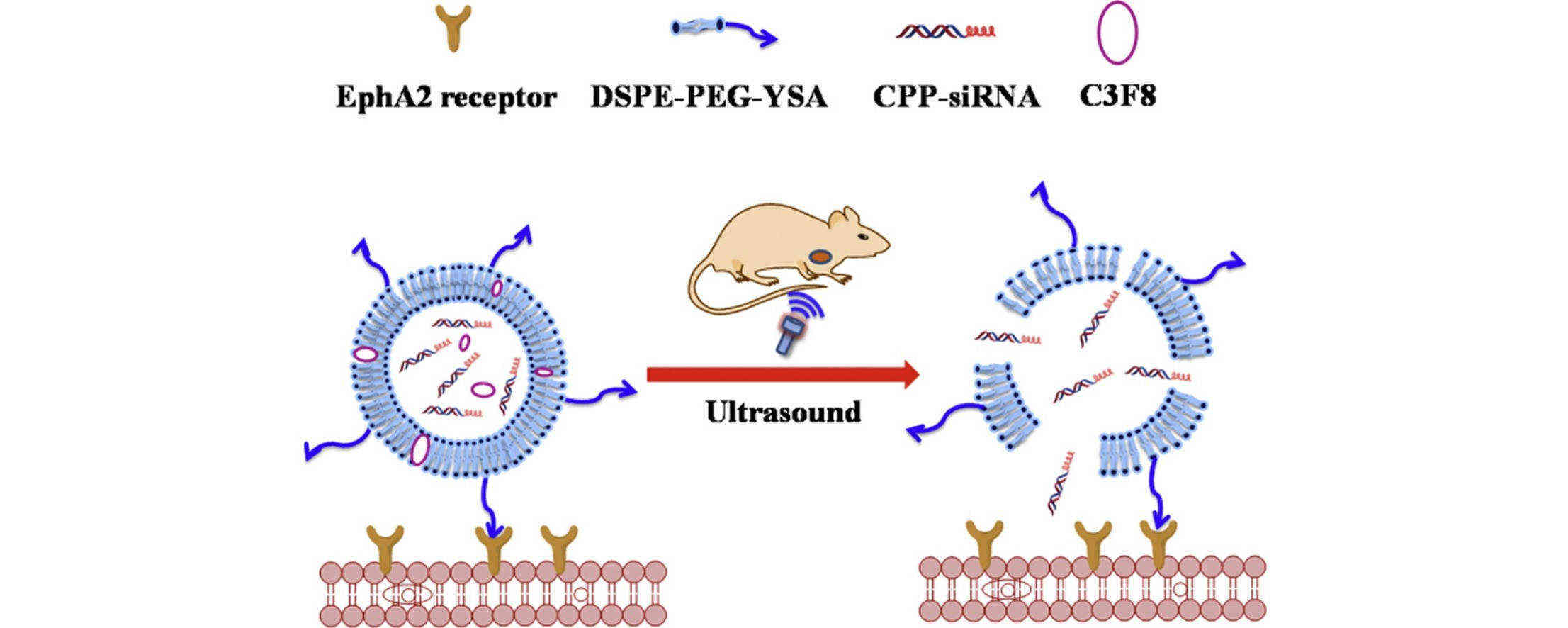 Fig.3 YSA-modified nanobubbles carrying cell-penetrating peptide-siRNA conjugates.