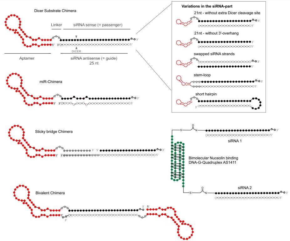 Fig.1 Designs for Aptamer-siRNA AsiCs.