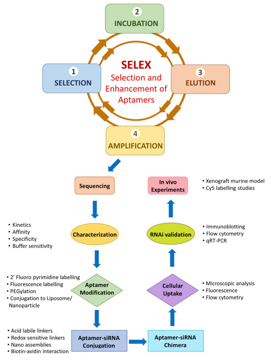 Fig.3 Aptamer-siRNA Hybrids.