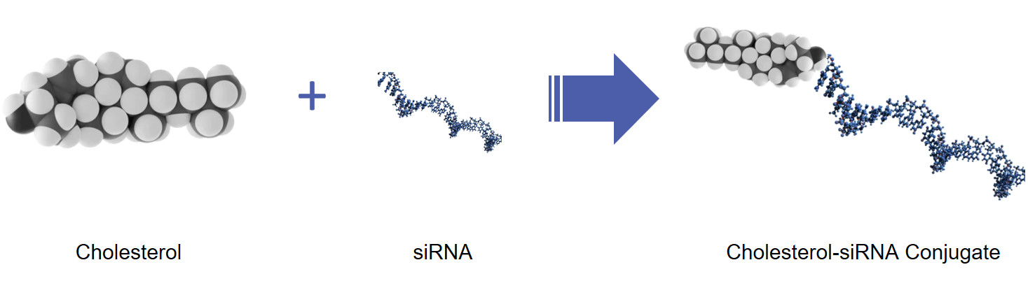 Fig.1 Diagram of siRNA cholesterol conjugation.