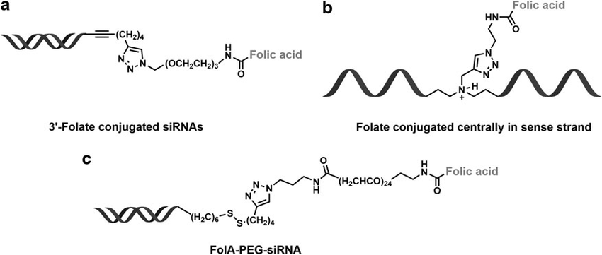 Fig.3 Structures of FA-siRNA conjugates.