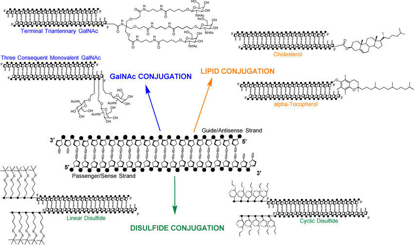 Fig.2 Linking α-tocopherol to siRNA.