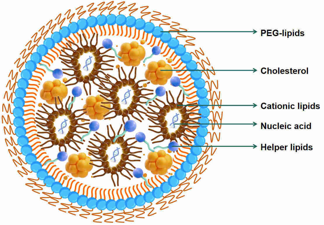 Fig.1 Diagram of lipid nanoparticles for delivering nucleic acids.