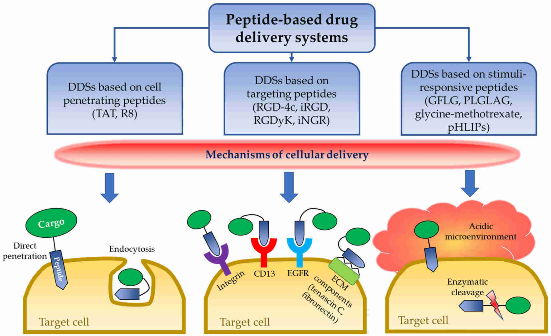 Fig.3 Drug delivery via peptide carriers.