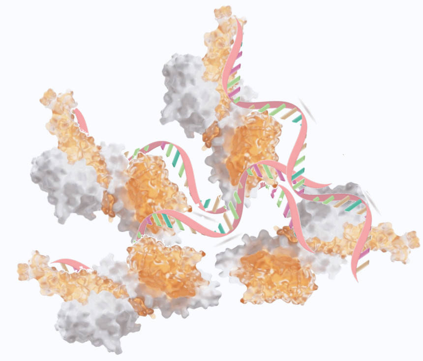 Fig.1 Illustration of proteins functioning as carriers for nucleic acids.