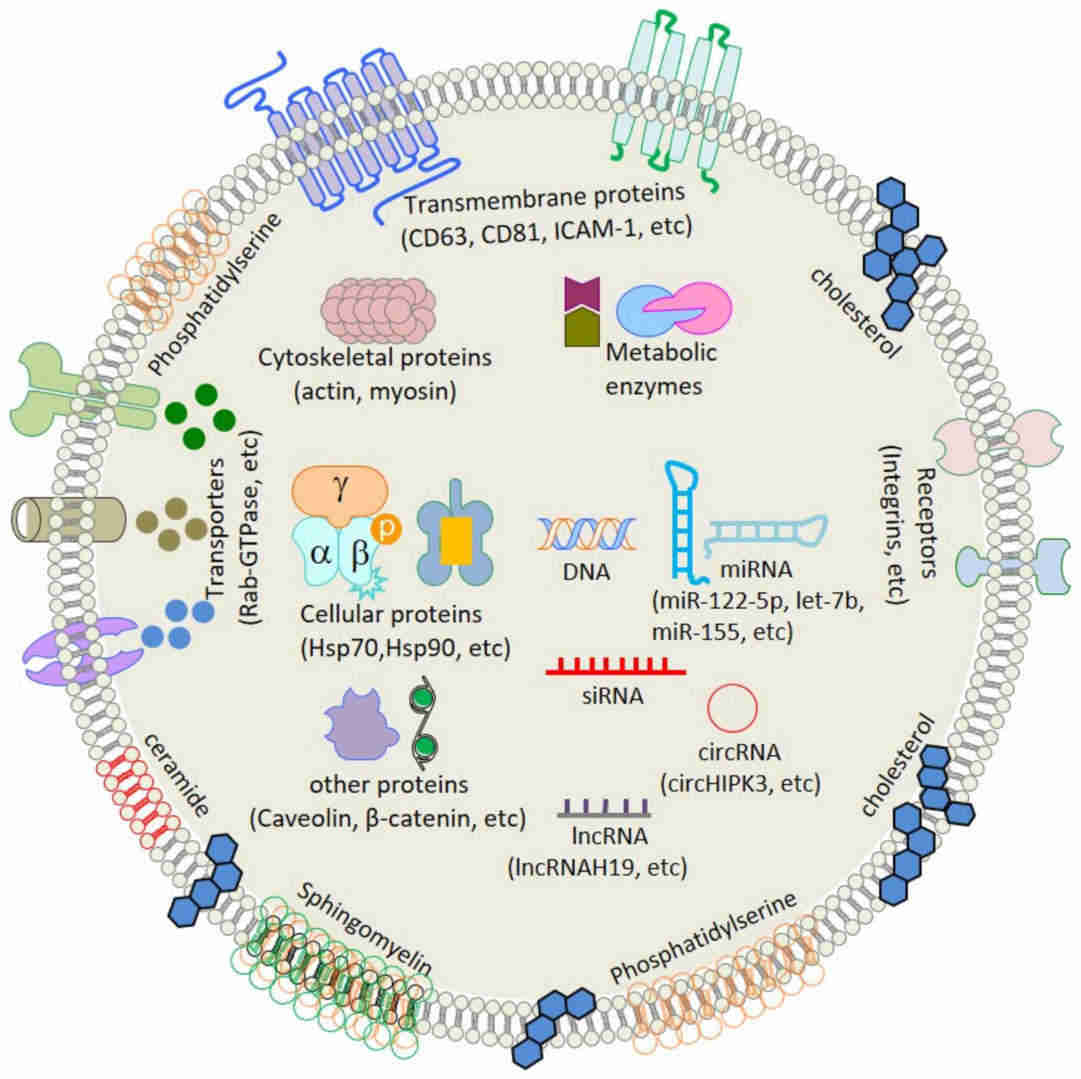 Fig.1 Overview of the exosome structure.